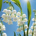 thumbnail image 2 of GSDWIUEW Lily of The Valley Bare Root Pips/Convallaria Majalis Roots (10, 20, or 30 Pcs) Fragrant Shade Perennial Flowers Easy to Plant, Returns Every Year (White,20), 2 of 4