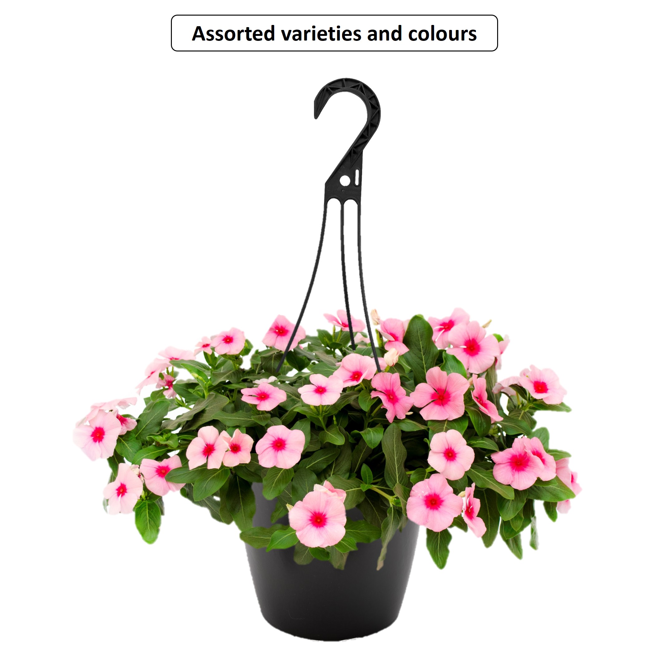 Panier Suspendu D'Annuelles #1,5G, Assorties