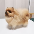 thumbnail image 3 of Yellow Plush Pomeranian Dog Toy Realistic Animal Figure With Soft Fur For Kids Decor Size 87 X 75 X 28 Inches, 3 of 4
