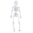thumbnail image 1 of HHBEAUTY 11.4" Posable Skeleton Plastic Mini Skeleton Decor with Movable Joints, Outdoor Halloween Decor Props for Yard Haunted Houses Porch, 1 of 5