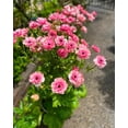 thumbnail image 2 of GSDWIUEW Butterfly Ranunculus Bulbs Buttercup Bare Roots for Planting Canada, Perennial Flower Ranunculus asiaticus, Double Ranunculus Bare Roots for Cut Flowers Garden Indoor Outdoor (10, Hera), 2 of 6