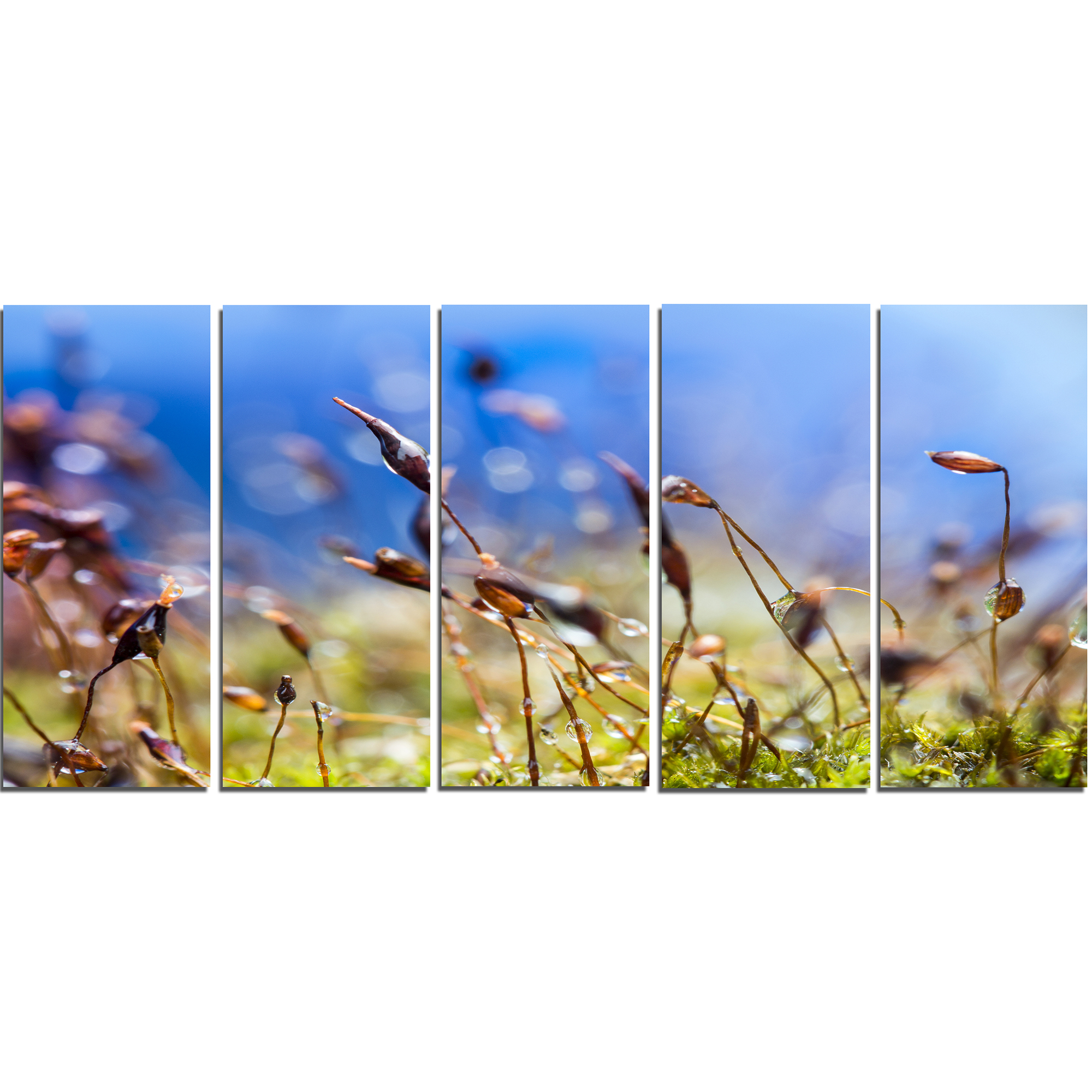 Design Art  Summer Spring Moss Flowers Canvas Print