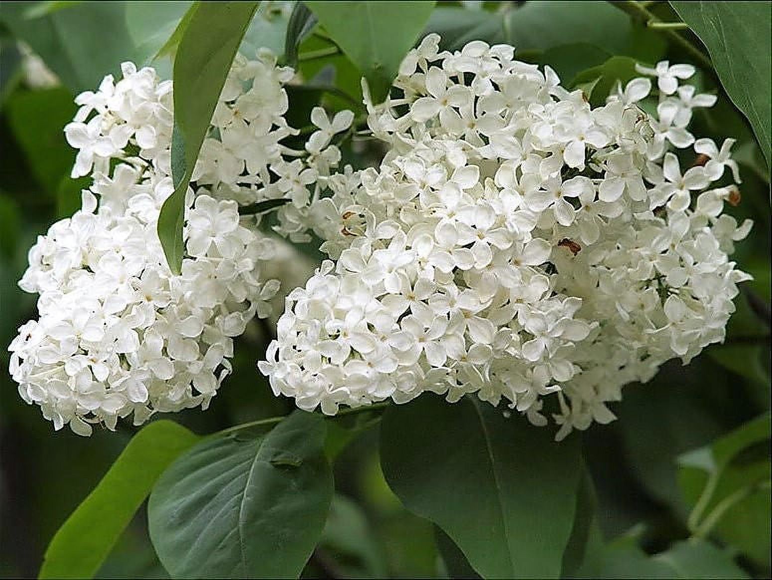 20 Graines de Lilas des Arbres Blanc Colibri Fleur Parfumée Peking Syringa Pekinensis