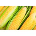 thumbnail image 1 of Hometown Seeds Kandy Korn Corn Seeds - Non-GMO - 20 Grams, 1 of 3