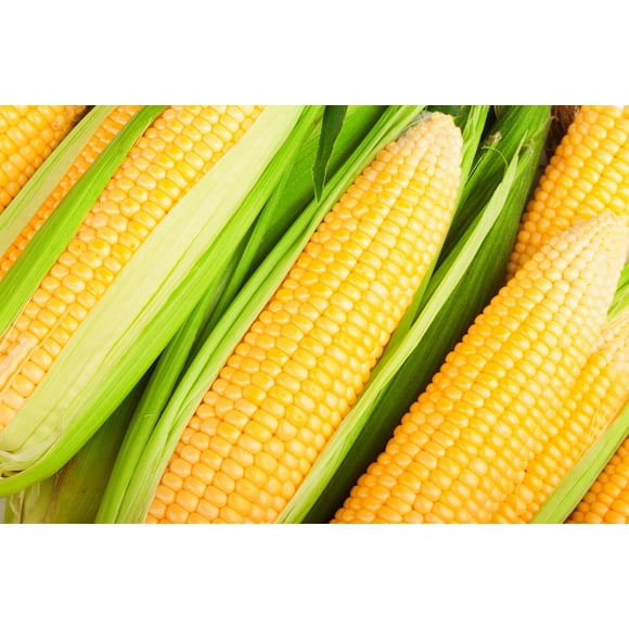 Hometown Seeds Graines de Maïs Kandy Korn - non-OGM - 20 Grammes