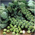 thumbnail image 2 of GSDWIUEW Catskill Brussel Sprouts 50-60 Heirloom Seeds-, Organic Seed, 2 of 2