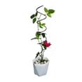 thumbnail image 2 of Homdeep 15.7 Inch Metal Spiral Tomato Stake Climbing Plant Support for Potted Plants, 2 of 7