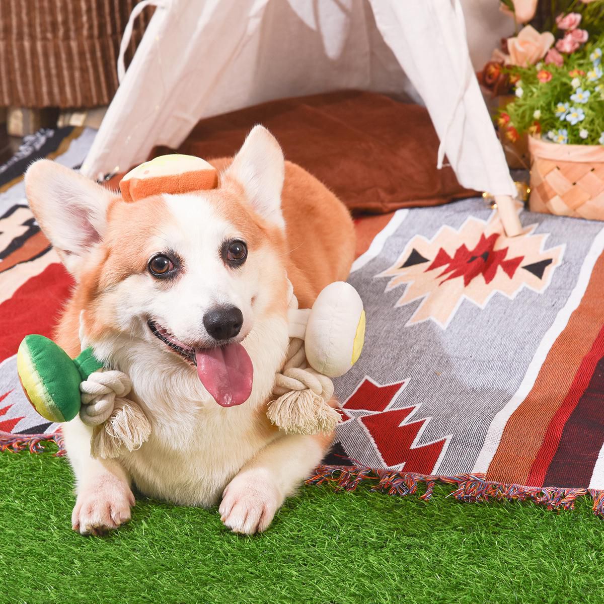 Hugsmart Toast et œuf Jouet à tirer et corde pour chien