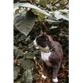 thumbnail image 3 of Pet Attire Collier de chat Safety Glow Crânes de Chaux, 3 of 6