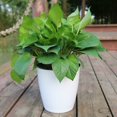 thumbnail image 2 of Flowerpot 6pcs / Set Dur à Se Faner Large Application Attrayante Stable Auto-Arrosage Pot de Fleurs, 2 of 4