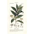 thumbnail image 1 of Bay Laurel, Laurus Nobilis Affiche Imprimée par ® Florilegius Mary Evans (18 X 24), 1 of 1