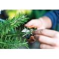 thumbnail image 4 of FISKARS HERB SNIPS 5", 4 of 7