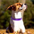 thumbnail image 2 of Reflective Dog Collar Soft Neoprene Padded Breathable Nylon Pet Collar Adjustable for Small Medium Large Extra Large Dogs, 2 of 8