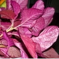 thumbnail image 2 of HJADGG Red Amaranthus Seeds, 200 Count, Easy Grow, High Yield, Non-GMO, 2 of 4