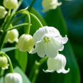 thumbnail image 3 of GSDWIUEW Lily of The Valley Bare Root Pips/Convallaria Majalis Roots (10, 20, or 30 Pcs) Fragrant Shade Perennial Flowers Easy to Plant, Returns Every Year (White,20), 3 of 4
