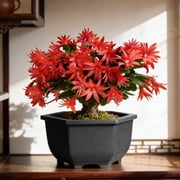 Birdeem Plastic Hexagon Planter Pot with Drainage, Modern Flower Pots for Indoor Plants, Lightweight Planters for Balcony and Home Office Decor