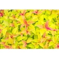 thumbnail image 4 of 2 Gallon Goldflame Spirea Shrub, 4 of 6