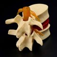 thumbnail image 2 of Transemion Anatomie Humaine Innovante Squelette Colonne Vertébrale Accessoires Modèle Recherche Flexible Facile à Utiliser Jaune 1 Ensemble, 2 of 6