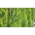 thumbnail image 2 of 6 cèdres pour haie, pot de 3,8 L (1 gal), 2 of 3
