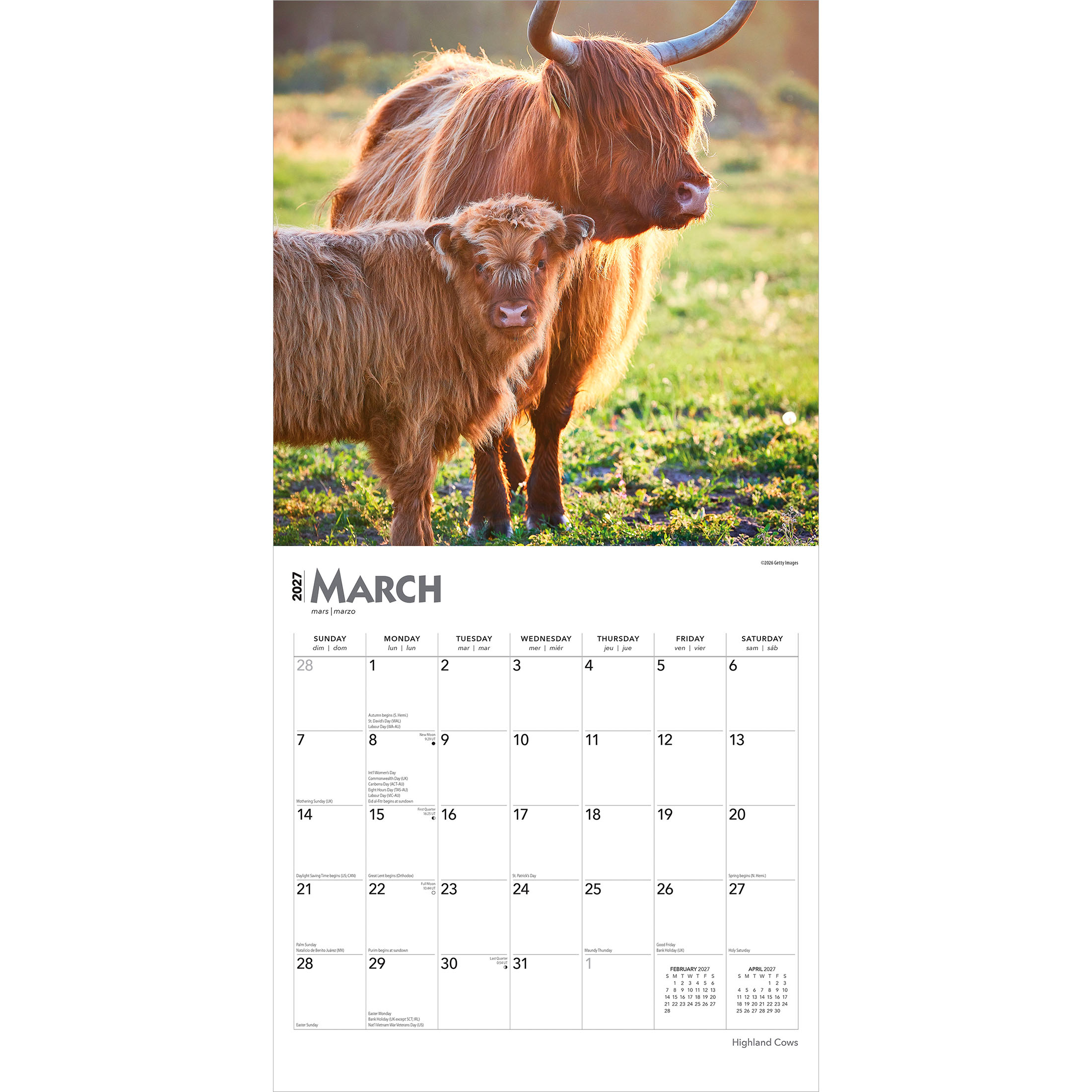 Vaches des Highlands 2027 Format carré