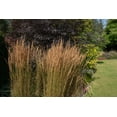 thumbnail image 2 of Feather Reed Grass 2 Gallon, 2 of 4