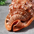 thumbnail image 4 of Natural Bull's Mouth Helmet Conch Shell Coral Sea Snail Fish Tank Adorn Ornament 1Pcs, 4 of 9