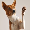 thumbnail image 4 of Collier Collier pour Chien Gouttes de Pluie Collier pour Chien Collier Argent Robuste 1Pcs pour Petits Chiens, 4 of 8