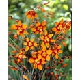 thumbnail image 1 of TASC FLOWER BULBS- Crocosmia Emily McKenzie, 1 of 2