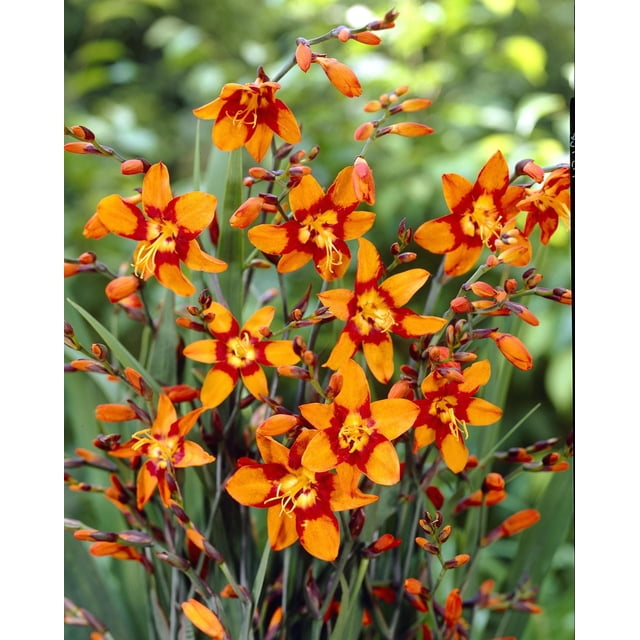 TASC FLOWER BULBS- Crocosmia Emily McKenzie