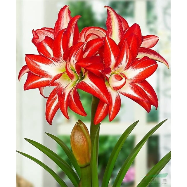 HJADGG Double Amaryllis Bulbs for Fall Planting Large Hippeastrum Perennial Flowers Bulbs Size 10-11 Inch Perfect for Garden, Gift with Wrapping and Planting Instruction (1, Double Splash)