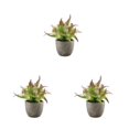 thumbnail image 1 of Decodeary Green Eco-friendly Artificial Money Tree In Pot Long-lasting Durability Realistic Appearance purple rose 3Set, 1 of 6