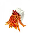 thumbnail image 1 of Figurine Imprimée 3D Crabe Ermite en Coquille, 1 of 1