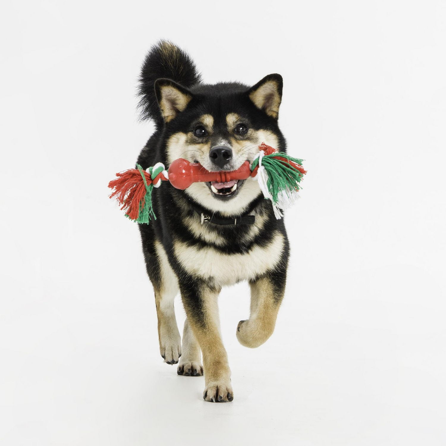 JOUET POUR CHIEN EN CORDE DE CAOUTCHOUC VIBRANT LIFE
