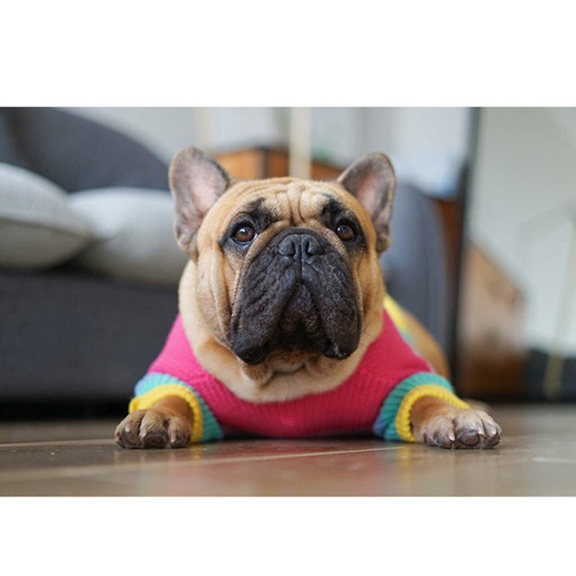 Polyester Pet Winter Sweater Portable Adorable Sweaters Outdoor Home Reusable Washable Replacement Knitted Cute Thermal Warm Keeping Breathable Pets Coat S