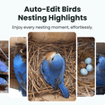 thumbnail image 3 of Birdfy Smart Birdhouse with Camera, Solar-Powered Outdoor Bird House, Perfect Viewing of Bird Nesting and Hatching, Record Every Stage of Bird Growth,Ebony, 3 of 12