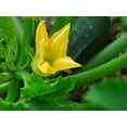 thumbnail image 3 of 50 BLACK BEAUTY ZUCCHINI Summer Squash Cucurbita Pepo Vegetable Seeds, 3 of 5