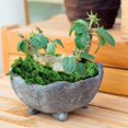 thumbnail image 2 of Fake Moss Natural Looking Easy To Care For Various Decorations Ideal For Potted Plants And Crafts, 2 of 8