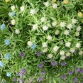 thumbnail image 5 of YAOMOBB False Flower Non withering Babysbreath Bouquet Realistic Faux Flower, 5 of 5