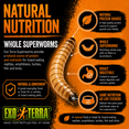 thumbnail image 2 of Exo Terra Aliments Spéciaux pour Reptiles, 34 G, 2 of 11