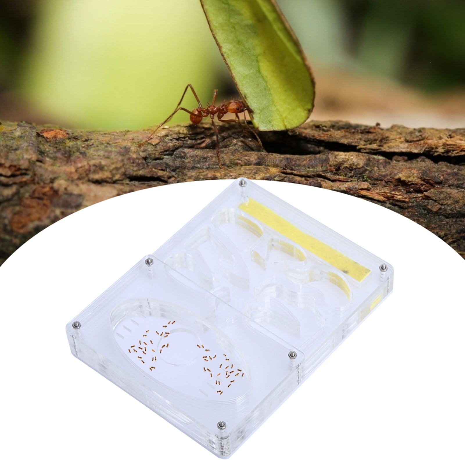 Nid de fourmis transparent, nid de fourmis en acrylique, kit de nid de fourmis, maison, grande | Leroy Merlin