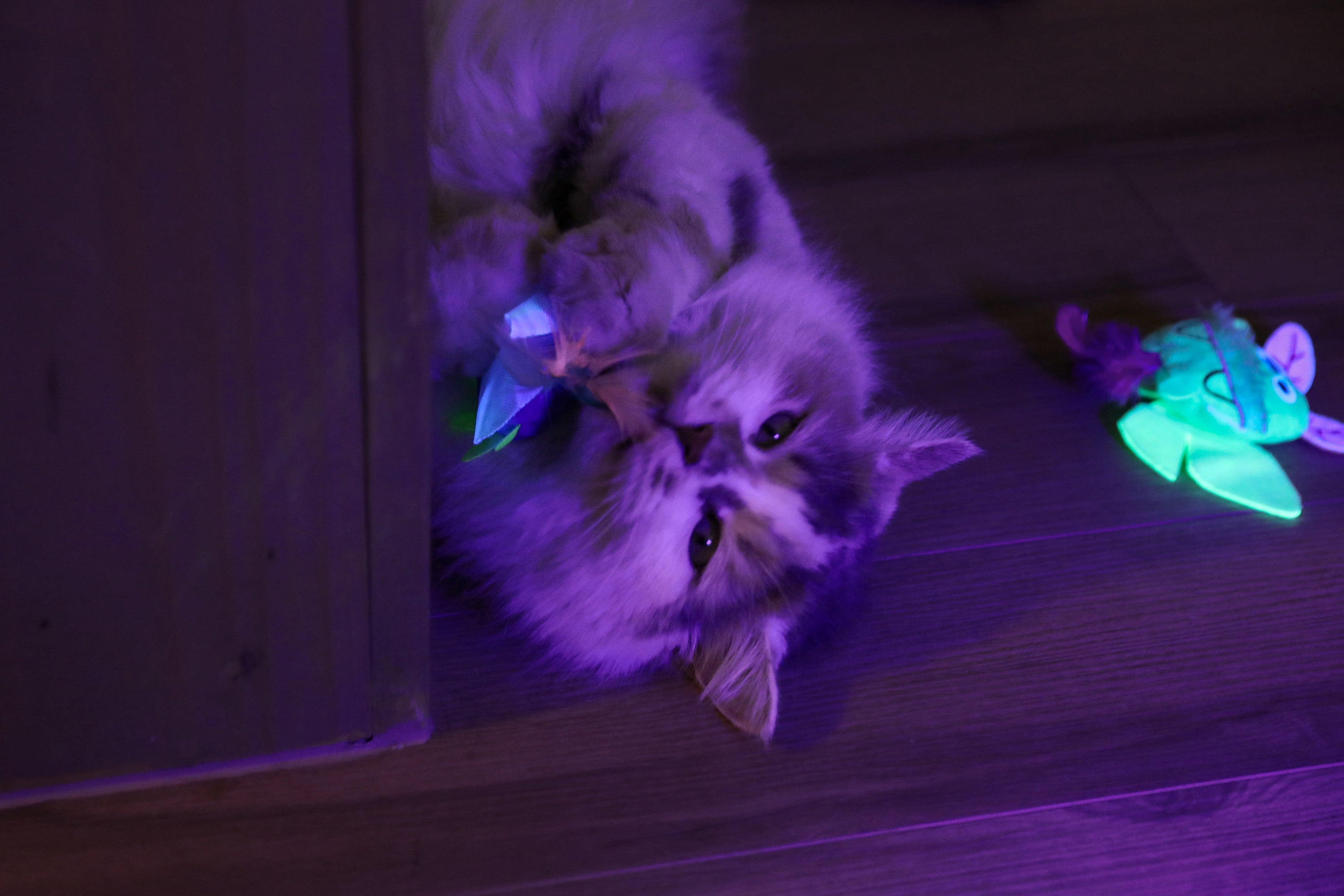 Quirky Kitty Jouet pour Chat Insectes Lunaires de Forêt Lumineux Brille dans le Noir, 2pk