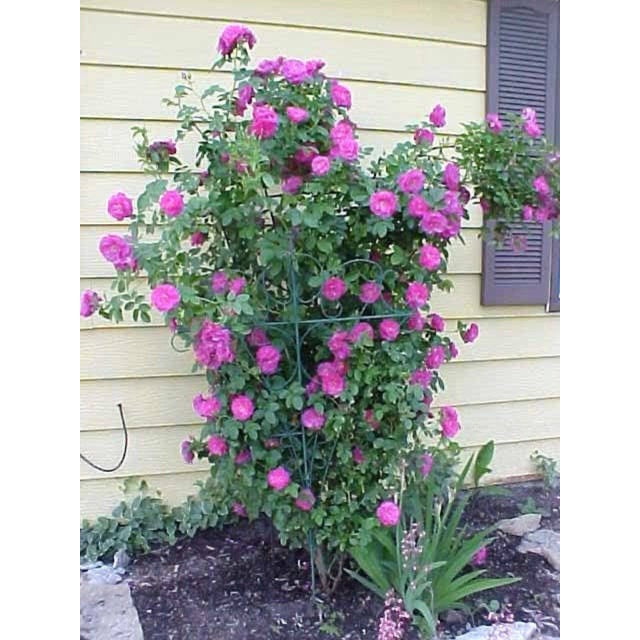 5 roses Grimpantes Violettes Grimpe-Vigne Buisson Papillon Parfumées Graines de Fleurs. l'Image Montre une Plante de Rose Grimpante Violette Vibrante avec un Feuillage Vert Luxuriant et de Nombreuses Fleurs Doubles. la Plante Est Soutenue par un Treillis et Est Située dans un Jardin Adossé à un Mur de Maison Jaune. Ces roses Sont Connues pour Leurs Fleurs Parfumées, Attirant Abeilles et Papillons, et Peuvent Pousser jusqu'à 12 Pieds de Hauteur. Idéales pour Arbres, Clôtures Ou Treillis, Elles Florissent