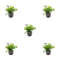 thumbnail image 3 of Decodeary Green Eco-friendly Artificial Money Tree In Pot Long-lasting Durability Realistic Appearance purple babysbreath 5Set, 3 of 6