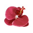 thumbnail image 1 of Épingle à Cheveux Orchidée Phalaenopsis 2025 Nouveau B2M7, 1 of 1