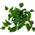 thumbnail image 5 of Mainstays Indoor Artificial Potted Golden Pothos, Green Color, Assembled Height: 13", Plastic Pot, 5 of 5