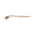thumbnail image 2 of Thirsty Worm Moisture Monitor for Potted Plants – Color Changing Soil Sensor – Cute Garden Helper, 1PC, 2 of 7