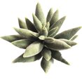 thumbnail image 1 of Coofit Artificial Succulent DIY Realistic Mini Unpotted Succulent Artificial Plant, 1 of 8