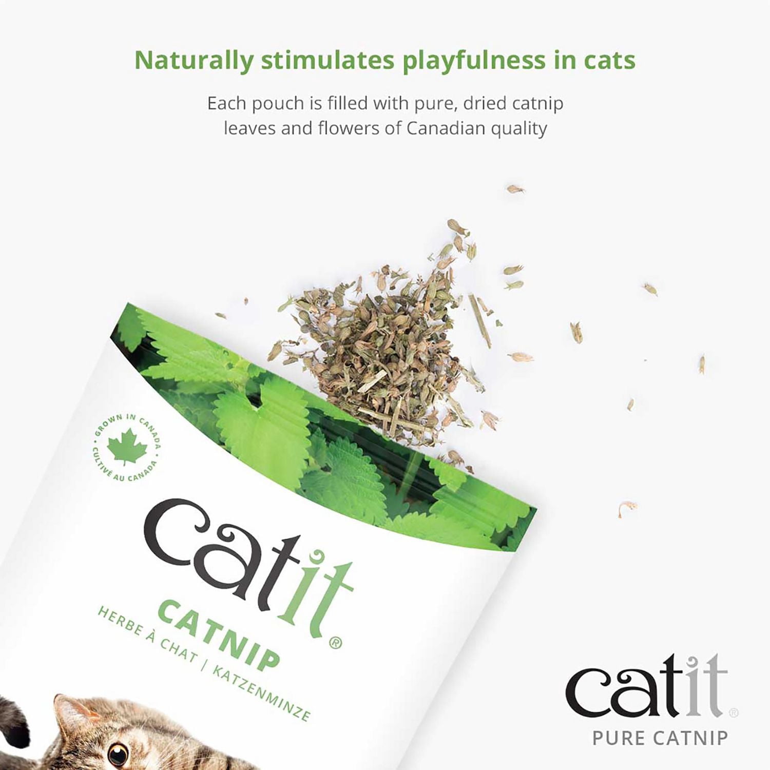 Catit Herbe à Chat Pure pour Chats, 28g