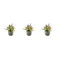 thumbnail image 4 of Decodeary Green Eco-friendly Artificial Money Tree In Pot Long-lasting Durability Realistic Appearance purple rose 3Set, 4 of 6