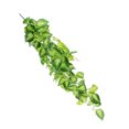 thumbnail image 4 of Faux Ornement de Vigne Mur Plante Feuille Décor Simulation Feuille Tachetée Décor, 4 of 8